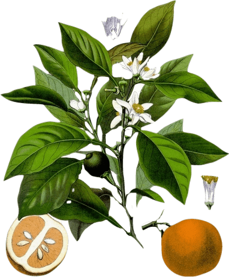 Botanical illustration of petitgrain, the green leaves and twigs of an orange tree, along with neroli flowers and oranges.