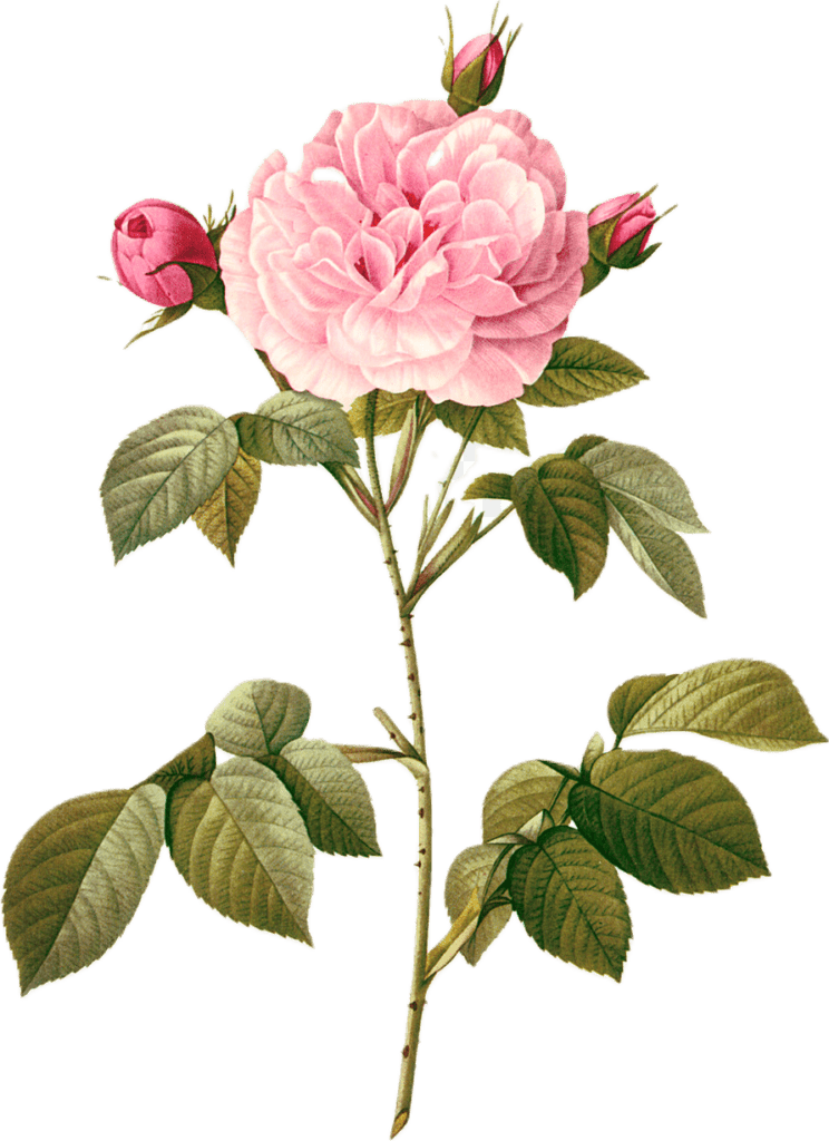 Botanical illustration of a light pink rose with buds, leaves, and a stem.
