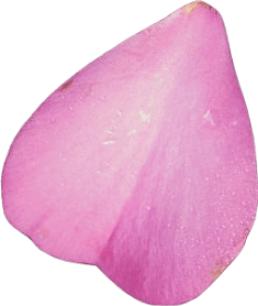 A light pink rose petal covered in a fine layer of dew.