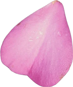 A light pink rose petal covered in a fine layer of dew.