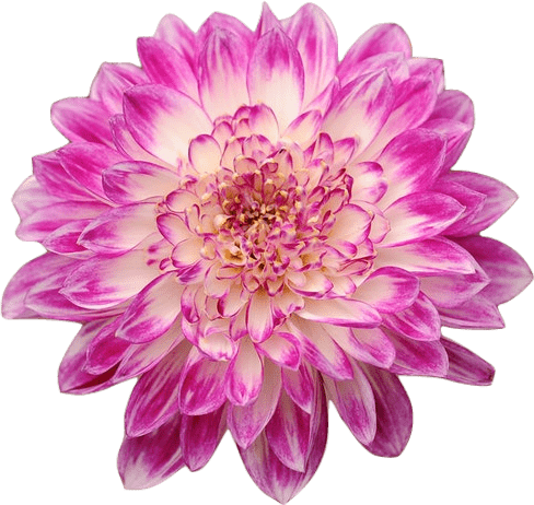 A chrysanthemum flower with cream-colored petals tipped with warm pink fuschia.
