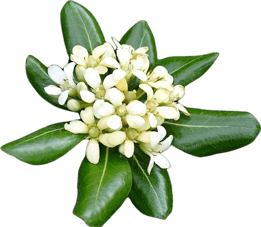 A cluster of small white pittosporum flowers surrounded with shiny, waxy dark green leaves in a radiating shape.