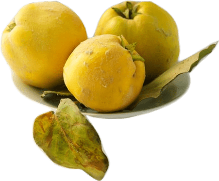 Three yellow quince fruit with two green and brown leaves lying on a small white plate.