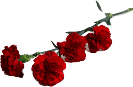 A branch of four deep red carnations flowers.