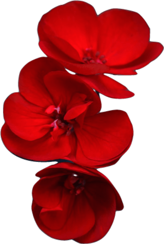 Three deep ruby red geranium blossoms.