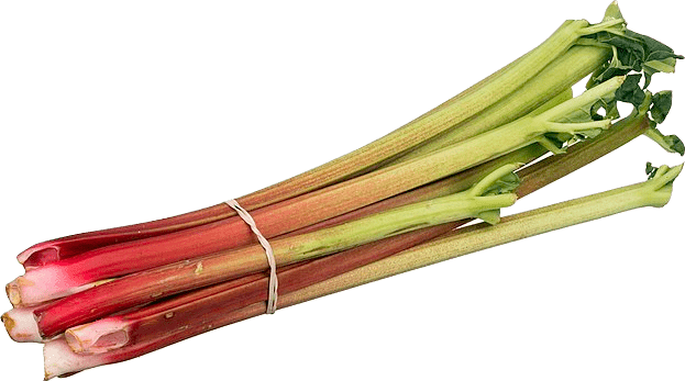 Bundle of fresh rhubarb stalks tied by two rubber bands.