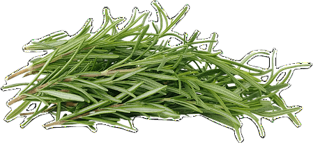 A small pile of light-green fresh rosemary sprigs.