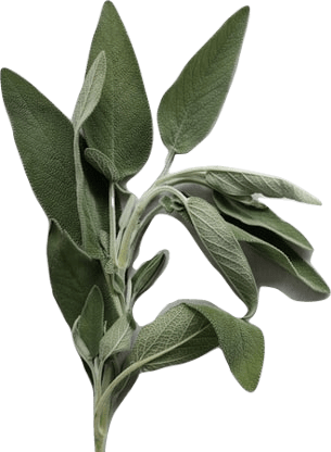 A bent soft branch of common sage with fuzzy leaves.