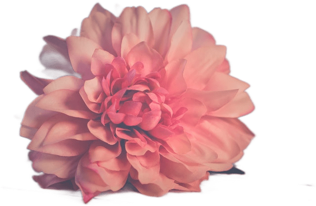 A soft pink flower.
