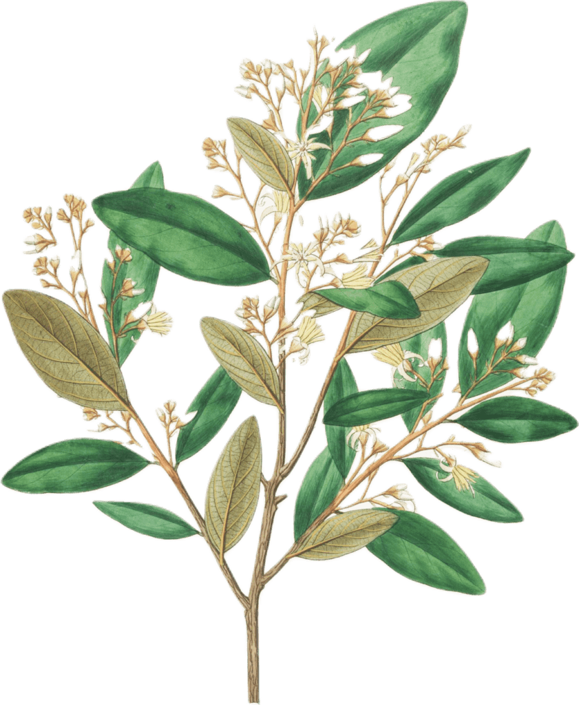 Botanical illustration of a styrax plant, with branches, oblong green leaves, and pale off-white flowers.