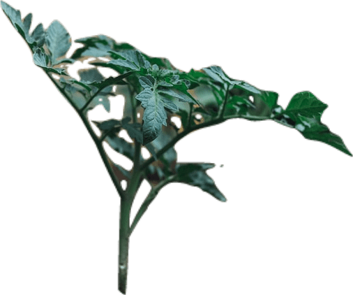 A dark green sprig of a tomato plant with many small leaves.