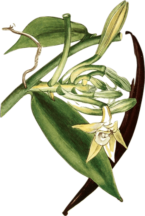 Botanical illustration of a vanilla flower, leaves, and bean.