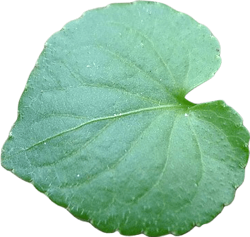 A violet leaf.