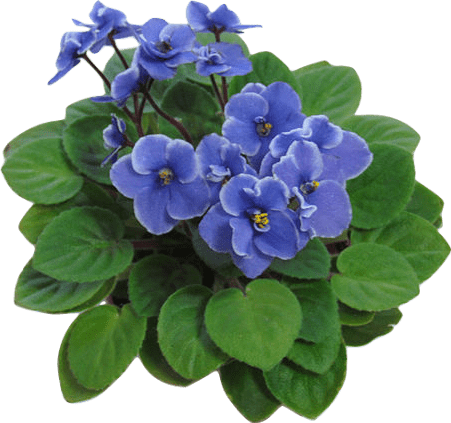 A pot of light indigo-colored African violets with fuzzy green leaves.