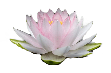 A light blush pink water lily.