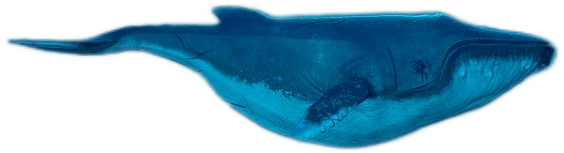 A blue-toned monochromatic whale.