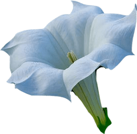 A white bloom of datura, also known as the devil's trumpet.