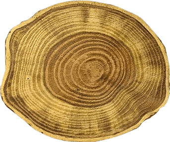 A cross-section of a cut-open tree.