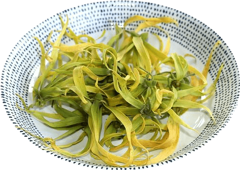 A white dish with black dots around the rim full of stringy yellow and green ylang-ylang flowers.