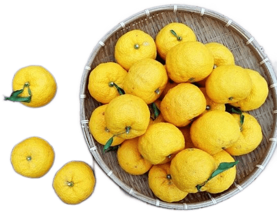 Wicker basket full of yellow yuzu fruit.