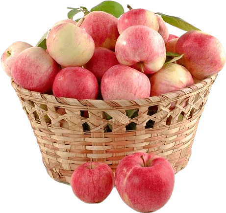 A straw basket full of fresh pink apples.