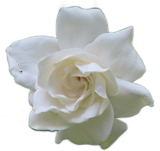 A soft white gardenia flower with swirling petals.