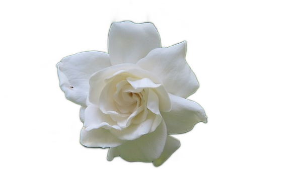 A soft white gardenia flower with swirling petals.