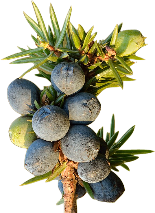 A branch of the evergreen juniper bush, with large blue berries covered in pale dusty bloom.