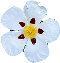 A white flower with rounded petals with red marks shaped like fingernails at the base of each and a yellow center.