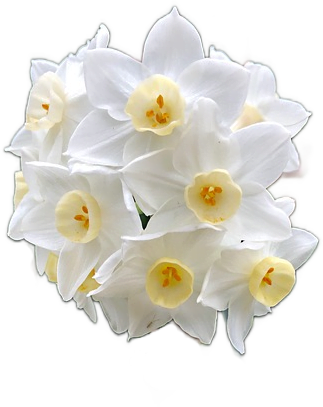 A cluster of white paperwhite narcissus flowers with yellow centers.