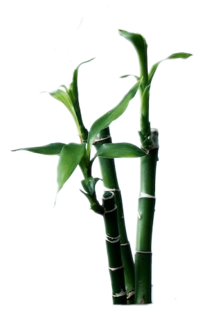 Three green sticks of fresh bamboo, with bursts of green leaves growing from the shoots.