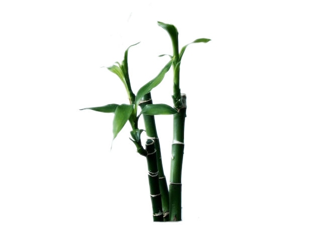 Three green sticks of fresh bamboo, with bursts of green leaves growing from the shoots.