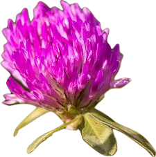 A bright deep magenta round clover flower with a few pale sage-green leaves attached.