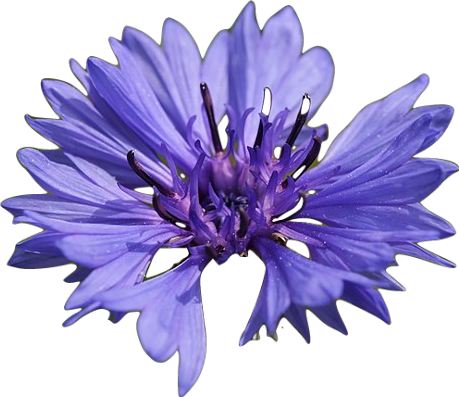 A bright purple cornflower.