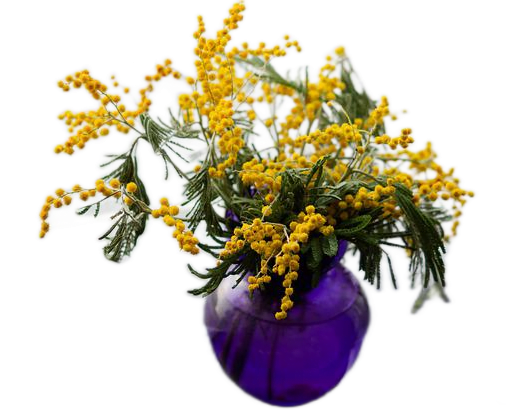 A deep purple glass vase filled with whispy yellow mimosa flowers on branches with long dark green leaves.
