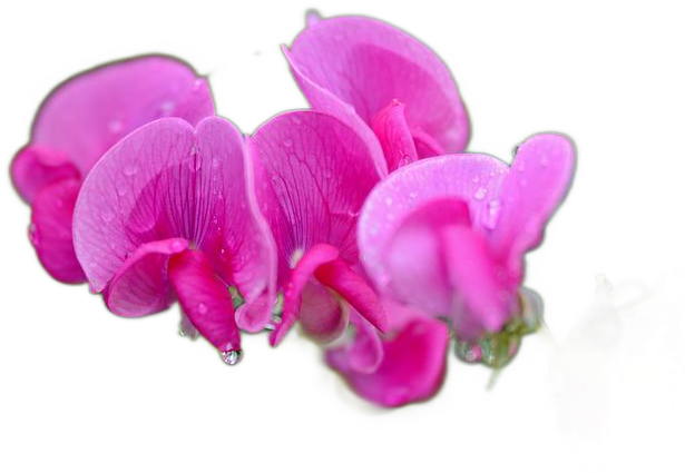 A cluster of deep magenta lathyrus flowers, also called sweet peas.