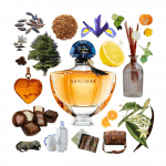 Shalimar Eau de Parfum by Guerlain Review Collage of Shalimar by Guerlain and its notes, including incense, vanilla, lemon, cedar, chocolate, tonka, leather and civet.