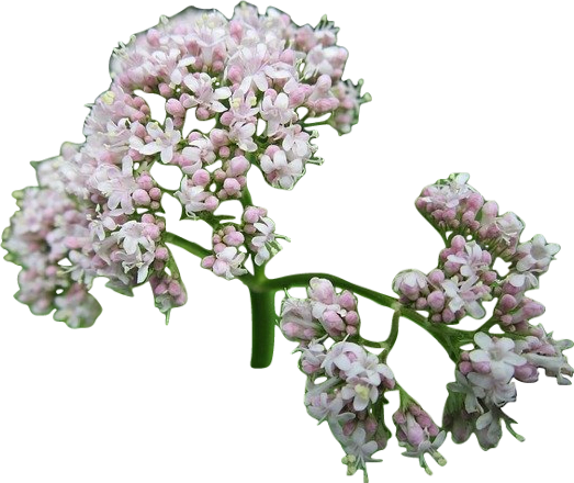 A fresh green sprig of small white and pink valerian flowers.