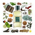 Collage of Guerlain's Vetiver and its notes, including sage, bergamot, lemon, civet, myrrh, nutmeg, tea, tonka, and oakmoss.