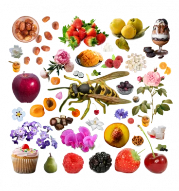 Collage of a yellow jacket wasp surrounded by foods it loves to eat, including various fruits, flowers, and desserts.