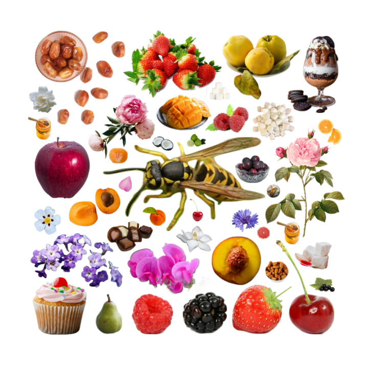 Collage of a yellow jacket wasp surrounded by foods it loves to eat, including various fruits, flowers, and desserts.