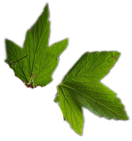 A pair of bright green black currant leaves, also known as cassis, backlit by a ray of sunlight.