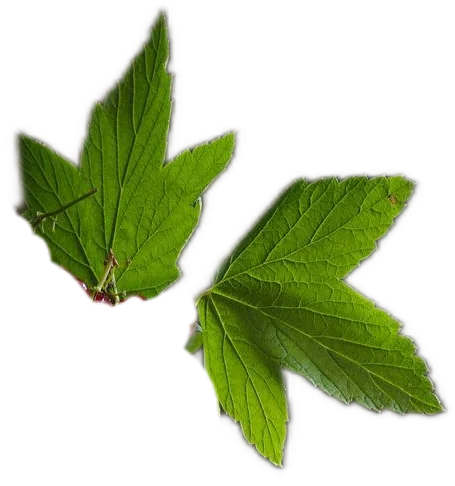 A pair of bright green black currant leaves, also known as cassis, backlit by a ray of sunlight.