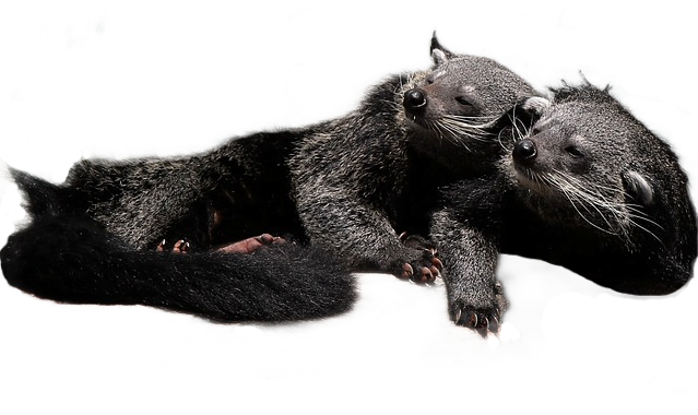 A pair of black and gray raccoon-or-otter-like fluffy mammals called bearcats or binturongs cuddle together in the sun.