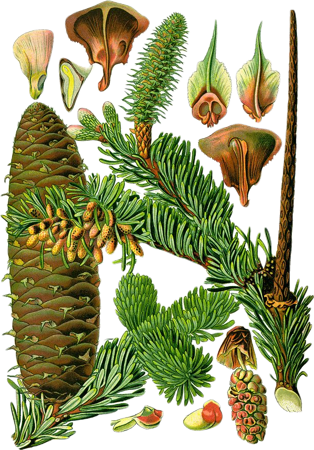 A color illustration botanical diagram of the silver fir, including its cones, leaves, and seeds at various points of growth.