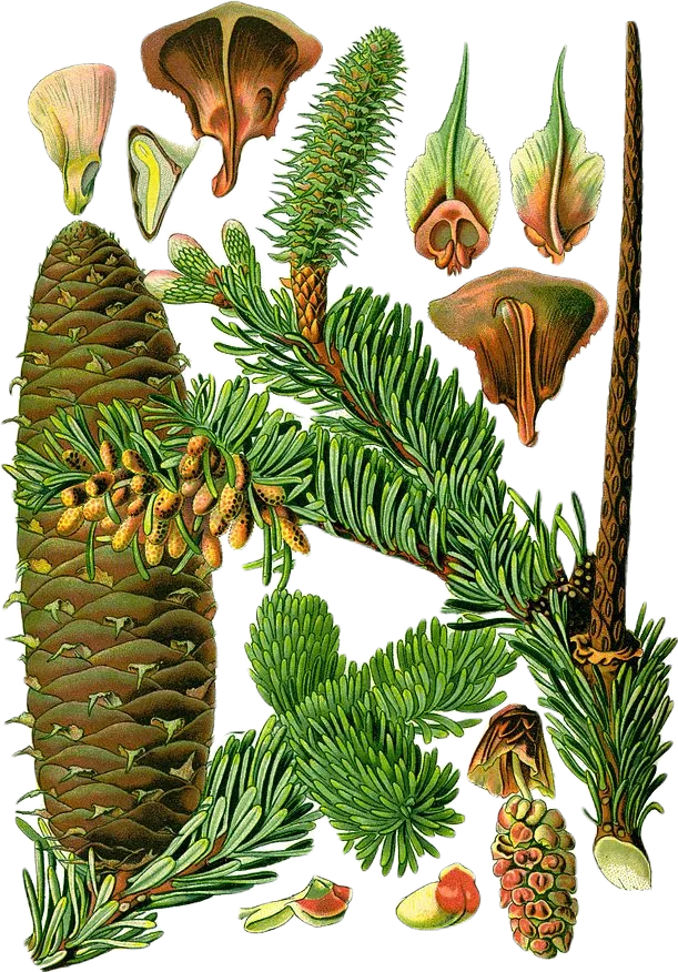 A color illustration botanical diagram of the silver fir, including its cones, leaves, and seeds at various points of growth.