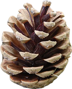 A large round brown fir cone.