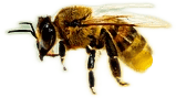 A flying yellow and black striped honey bee.