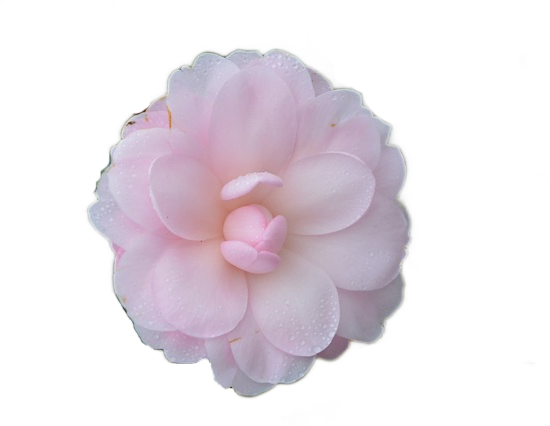A light blush-pink-colored camellia japonica flower with soft, rounded petals.