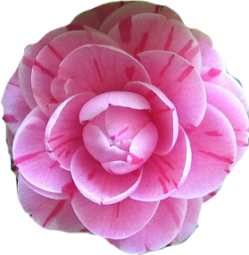 A soft camellia japonica flower with rounded pink petals striped with lines of magenta.